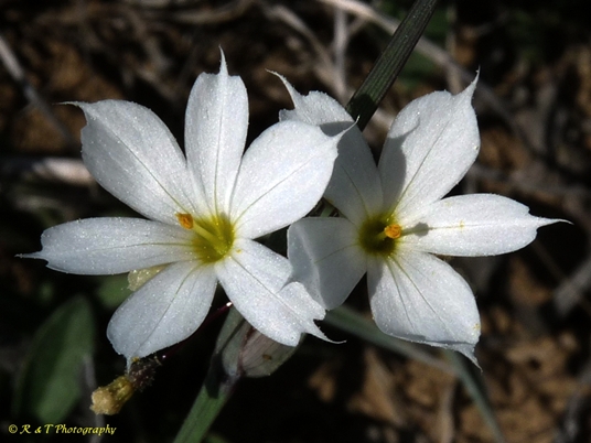 {Sisyrinchium albidum}